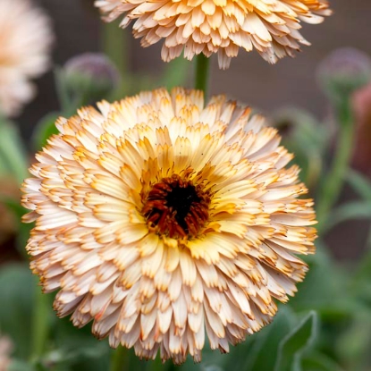Picture of Calendula - Buff Pygmy